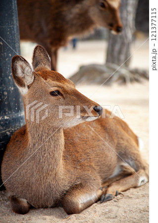 Portrait of deer sitting on a shore on Miyajima island, Japan 121377115
