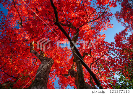 Silhouette Red maple tree on blue sky 121377116