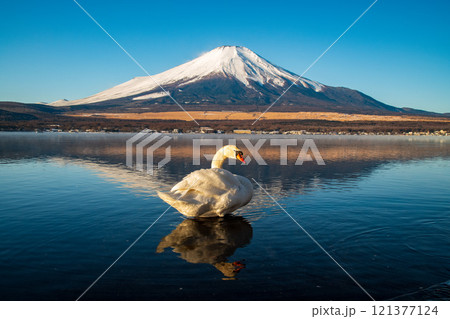 White Swan with Mount Fuji at Yamanaka lake, Yamanashi, Japan White Swan with Mount Fuji at Yamanaka lake, Yamanashi, Japan 121377124