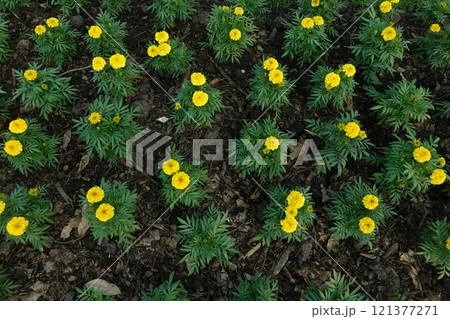 Marigold flowers in the garden. Marigold is a genus of flowering plants Marigold flowers in the garden. Marigold is a genus of flowering plants 121377271