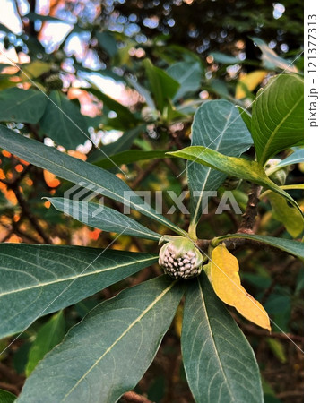 ミツマタの花芽、花芽をつけたミツマタの木、手漉き和紙の原料になるミツマタの木、三椏の低木 ミツマタの花芽、花芽をつけたミツマタの木、手漉き和紙の原料になるミツマタの木、三椏の低木 121377313