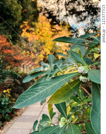 ミツマタの花芽、花芽をつけたミツマタの木、手漉き和紙の原料になるミツマタの木、三椏の低木 ミツマタの花芽、花芽をつけたミツマタの木、手漉き和紙の原料になるミツマタの木、三椏の低木 121377315