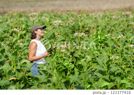 Female farmer with digital tablet on a tobacco field Female farmer with digital tablet on a tobacco field 121377418