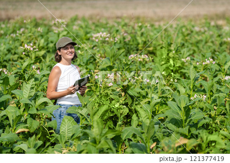 Female farmer with digital tablet on a tobacco field Female farmer with digital tablet on a tobacco field 121377419