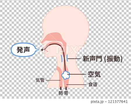 食道発声の仕組みのイラスト 121377641