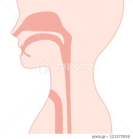 喉頭癌の術後の気管と食道のイラスト 121377658