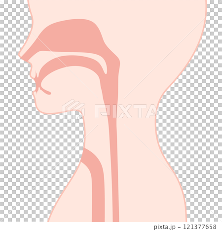 喉頭癌の術後の気管と食道のイラスト 121377658