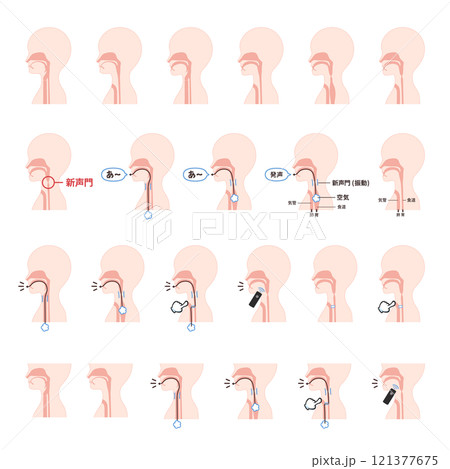 食道発声に関連する体の断面のイラスト素材セット 食道発声に関連する体の断面のイラスト素材セット 121377675