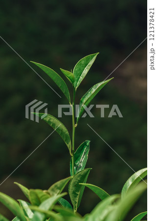 A closeup view showcasing the fresh and vibrant green tea leaves still attached to their stem A closeup view showcasing the fresh and vibrant green tea leaves still attached to their stem 121378421