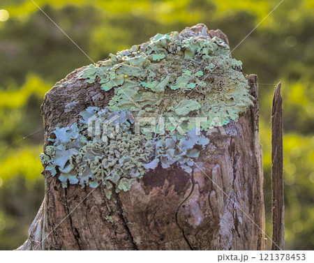 weather eroded post weather eroded post 121378453
