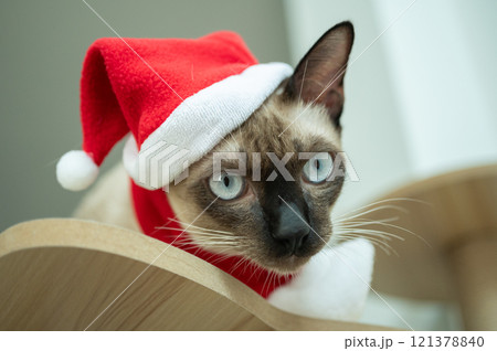 A Siamese cat wearing Santa hat with red scarf during Christmas festival. A Siamese cat wearing Santa hat with red scarf during Christmas festival. 121378840
