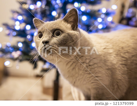 A playful British Shorthair kitten looks up curiously at the sparkling Christmas tree lights. This heartwarming image is perfect for capturing the festive spirit. A playful British Shorthair kitten looks up curiously at the sparkling Christmas tree lights. This heartwarming image is perfect for capturing the festive spirit. 121379399
