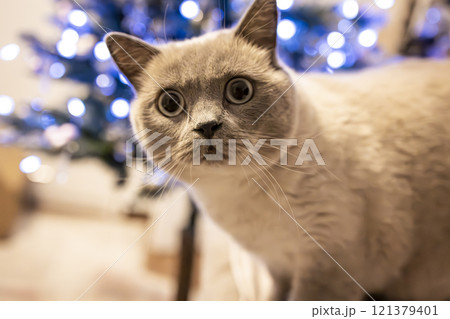 A playful British Shorthair kitten looks up curiously at the sparkling Christmas tree lights. This heartwarming image is perfect for capturing the festive spirit. 121379401