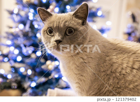 A playful British Shorthair kitten looks up curiously at the sparkling Christmas tree lights. This heartwarming image is perfect for capturing the festive spirit. A playful British Shorthair kitten looks up curiously at the sparkling Christmas tree lights. This heartwarming image is perfect for capturing the festive spirit. 121379402