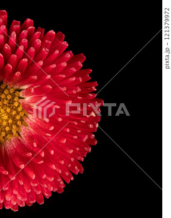 Beautiful blooming pink gerbera daisy flower on black background. Close up photo. Beautiful blooming pink gerbera daisy flower on black background. Close up photo. 121379972