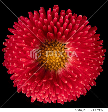Beautiful blooming pink gerbera daisy flower on black background. Close up photo. Beautiful blooming pink gerbera daisy flower on black background. Close up photo. 121379978