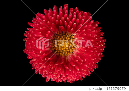 Beautiful blooming pink gerbera daisy flower on black background. Close up photo. 121379979
