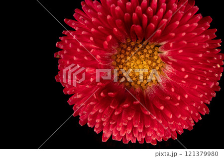 Beautiful blooming pink gerbera daisy flower on black background. Close up photo. Beautiful blooming pink gerbera daisy flower on black background. Close up photo. 121379980