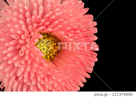 Beautiful blooming pink gerbera daisy flower on black background. Close up photo. 121379990