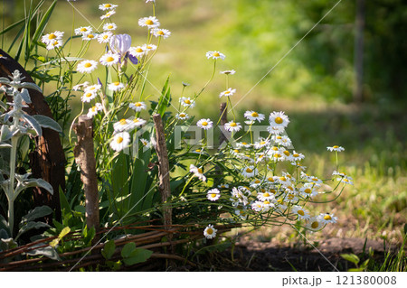 Full bloom of chamomile flowers garden camomile. 121380008