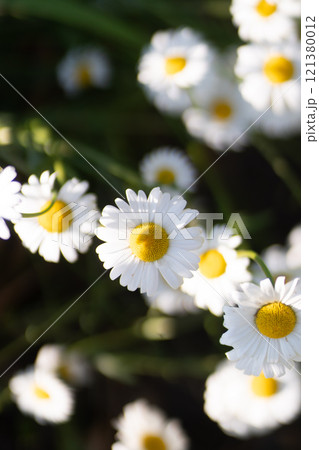 Full bloom of chamomile flowers garden camomile. Full bloom of chamomile flowers garden camomile. 121380012