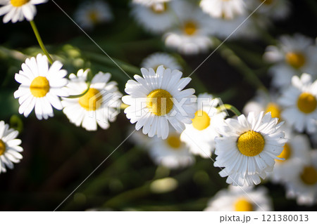 Full bloom of chamomile flowers garden camomile. 121380013