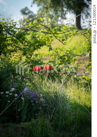 Pink flowers peonies flowering on background pink peonies. Peonies garden. 121380014