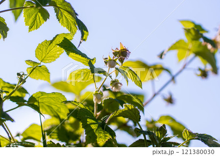 Flower on Red raspberry, Rubus idaeus, with bokeh background macro, shallow Flower on Red raspberry, Rubus idaeus, with bokeh background macro, shallow 121380030