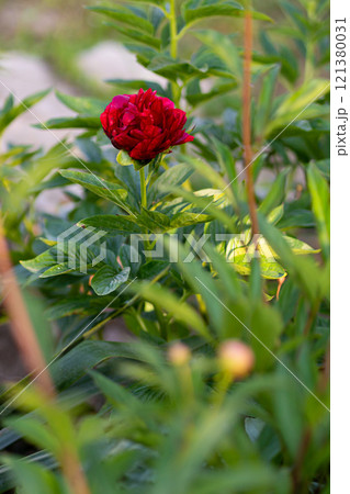 Pink flowers peonies flowering on background pink peonies. Peonies garden. Pink flowers peonies flowering on background pink peonies. Peonies garden. 121380031