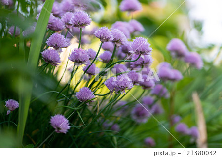 Purple chives plant in summer garden. Perfect healthy herb flowers. Chive blossom in back light. 121380032