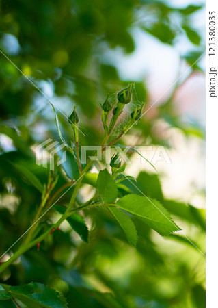 Spider mites on the roses. Diseases of plants. 121380035