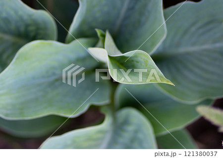 Hosta plant in the garden. Large green leaves hosta.Closeup green leaves background. Hosta plant in the garden. Large green leaves hosta.Closeup green leaves background. 121380037