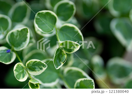 Variegated greater Periwinkle plant leaves close-up in home garden within sunlight. Variegated greater Periwinkle plant leaves close-up in home garden within sunlight. 121380040