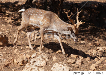 A deer grazes in the desert savannah of Africa 121380074