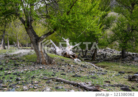 fabulous forest. a forest in the foothills of Altai. Snags of wood and dead vegetation and moss covered rocks surround fabulous forest. a forest in the foothills of Altai. Snags of wood and dead vegetation and moss covered rocks surround 121380362
