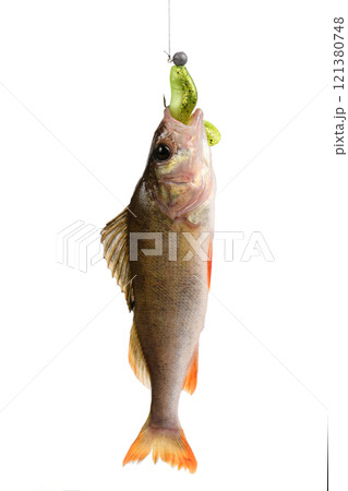 Perch caught on silicone bait on white background. 121380748
