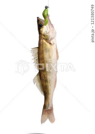 Pike perch on a hook on a white background. 121380749