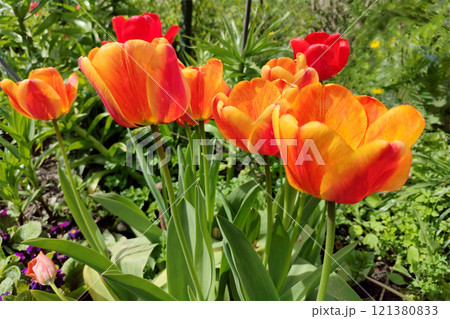 Red tulips background. Beautiful tulip in the meadow. Flower bud in spring in the sunlight. 121380833