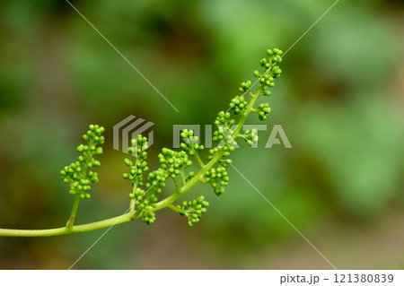 Young inflorescence of grapes on the vine close-up. Young inflorescence of grapes on the vine close-up. 121380839