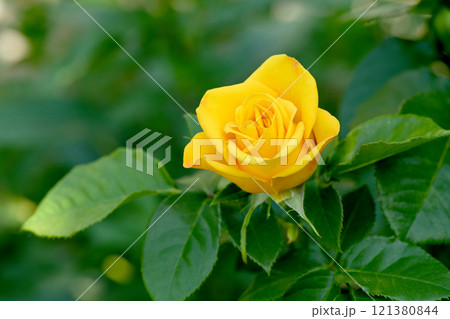 Flower of Yellow Rose in the summer garden. 121380844