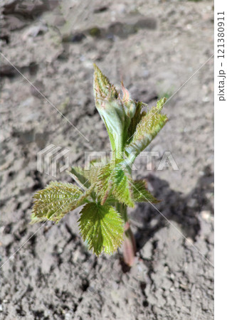 Blackberry sprouts grow from the ground. Spring time. Blackberry sprouts grow from the ground. Spring time. 121380911