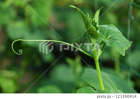 Young cucumber stem, shoot or sprout with tendril in the backlight of the sun. 121380914