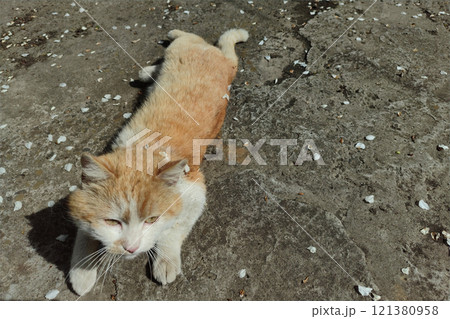 Red cat. A cat with orange fur. Red cat. A cat with orange fur. 121380958