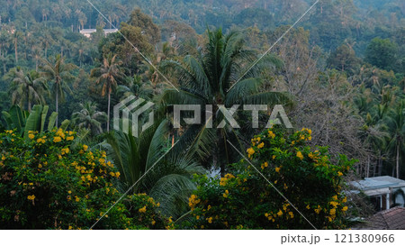 A stunning Lush Tropical Landscape adorned with an array of Vibrant Flora and greenery A stunning Lush Tropical Landscape adorned with an array of Vibrant Flora and greenery 121380966