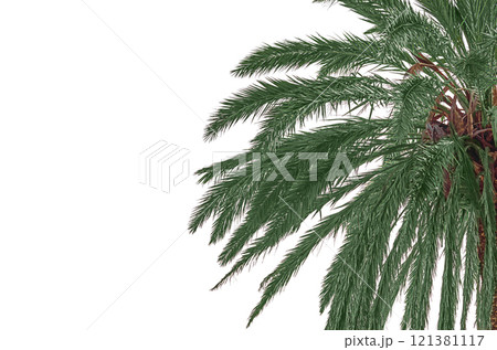Green leaves and part of the trunk of an isolated half of a palm tree on a white transparent background on the right edge with an empty copy space. Blank for artwork Green leaves and part of the trunk of an isolated half of a palm tree on a white transparent background on the right edge with an empty copy space. Blank for artwork 121381117