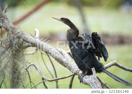 A big anhinga bird resting on tree branch in Florida wetlands 121381140