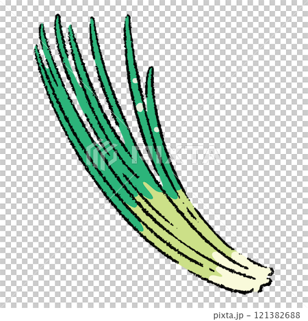 手描きのネギのイラスト2 121382688