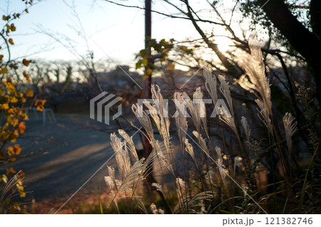 ススキの穂 121382746