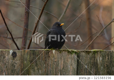 Eurasian Blackbird or simply Blackbird Eurasian Blackbird or simply Blackbird 121383156