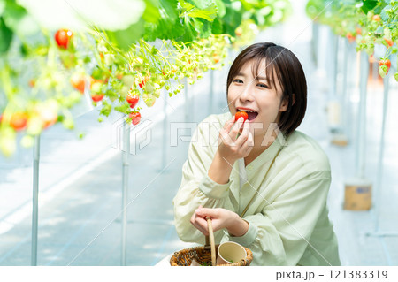 イチゴ狩りをする女性 いちご狩りをする女性 イチゴ狩りをする女性 いちご狩りをする女性 121383319